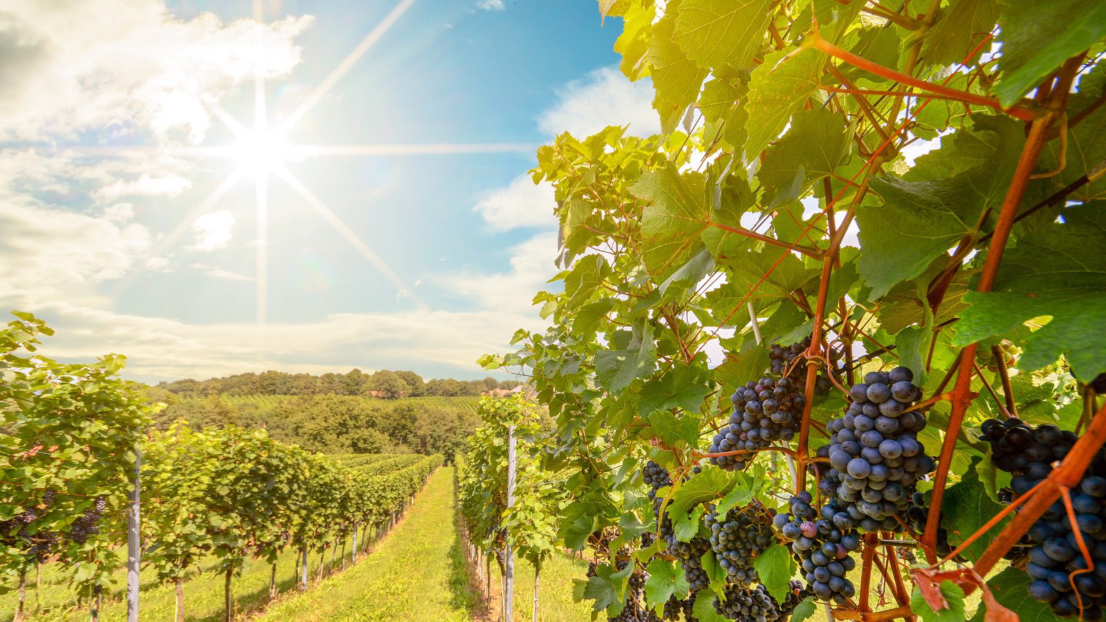 Featured image for “The Role of Agents in BC’s Supply Chain”